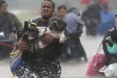 Residents struggle through flood waters from tropical storm Harvey in Beaumont Place, Texas, August 28. | Photo: Reuters