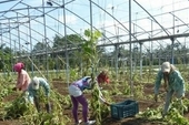 At the La Sigüaraya farm, everything that can still be saved is being harvested, while greenhouses are prepared for seedlings.